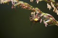 Bee on a Corn or Mealie Flower, South Africa