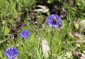 Bee on cornflower in summertime in meadow for pollination