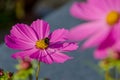 Bee in Cosmos bipinnatus, cosmos, mirasol, coreopsis or purple sunflower Royalty Free Stock Photo