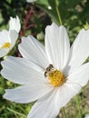 Bee on cosmos flower 3 Royalty Free Stock Photo