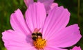 Bee on cosmos is a genus,