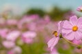 Bee on Cosmos, Mexican aster flowers against blue sky