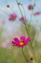 Bee on Cosmos, Mexican aster flowers against blue sky