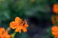 Bee are on the cosmos orange flowers. Absorb the sweet water of pollen