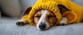 Bee-Costumed Pup\'s Serene Slumber on Cozy Cushion. Concept Cute Animal Images, Sleeping Dogs, Cozy