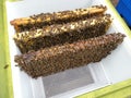 Bee covered frames in beehive