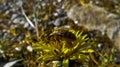 A bee covered in pollen