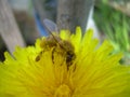 A bee covered in pollen sitting on a dandelion Royalty Free Stock Photo