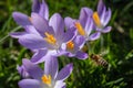 Bee covered in yellow pollen flying towards a bunch of purple crocus flowers