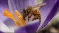 Bee covering with pollen sitting on a dandelion closeup Royalty Free Stock Photo