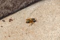 bee crawling on concrete, close-up, honey insect