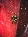 bee crawling flying on wood macro shooting sleepy cold Royalty Free Stock Photo