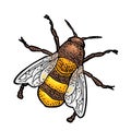 Bee creeping. Isolated vector illustration on white background Royalty Free Stock Photo