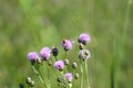 Bee on creeping thistle in bloom closeup with selective focus on foreground Royalty Free Stock Photo