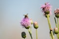 Bee on creeping thistle on bloom closeup view of it Royalty Free Stock Photo
