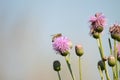Bee on creeping thistle in bloom closeup view with selective focus Royalty Free Stock Photo