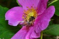 Bee on a crimson flower