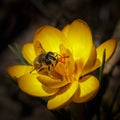 Bee at crocus chrysanthus Royalty Free Stock Photo