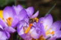 Bee and crocus flower Royalty Free Stock Photo