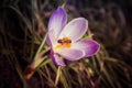 Bee on crocus flower Royalty Free Stock Photo