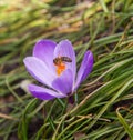 Bee on crocus flower Royalty Free Stock Photo