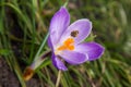 Bee on crocus flower Royalty Free Stock Photo