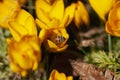 Bee and Crocus Flowers Royalty Free Stock Photo