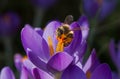 Bee on crocus