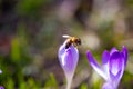 Bee on crocuses, spring, spring meadow, pollen count Royalty Free Stock Photo