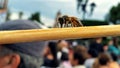 Bee in a crowd