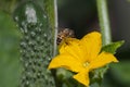 Bee and cucumber flower. Royalty Free Stock Photo