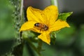 Bee and cucumber flower. Royalty Free Stock Photo