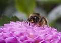 Bee on Dahlia Pompon