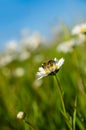 Bee on daisy flower Royalty Free Stock Photo
