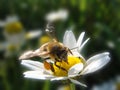 Bee on daisy flower Royalty Free Stock Photo