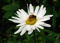 Bee on a Daisy Flower Royalty Free Stock Photo