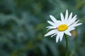 A bee on a daisy or Marguerite outside in a garden on a summer day or springtime. Honeybee pollinating or collecting