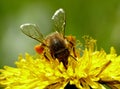 Bee on dandelion Royalty Free Stock Photo