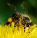 Bee on dandelion