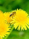 Bee on a Dandelion Royalty Free Stock Photo