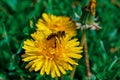 A bee on a dandelion Royalty Free Stock Photo