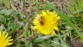 Bee on a dandelion 1