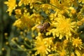 Bee and a Dandelion