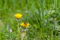 Bee on a dandelion Royalty Free Stock Photo