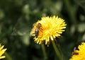 Bee on dandelion collecting nectar, yellow spring flowers, environment, ecology Royalty Free Stock Photo