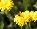 Bee on dandelion collecting nectar, yellow spring flowers, environment, ecology Royalty Free Stock Photo