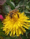 Bee on a dandelion flower