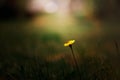 bee on dandelion flower, blurred background Royalty Free Stock Photo