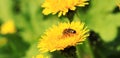 Bee on a dandelion flower, close-up. Yellow dandelion flowers in a clearing Royalty Free Stock Photo