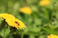 Bee on a dandelion flower, close-up. Yellow dandelion flowers in a clearing Royalty Free Stock Photo